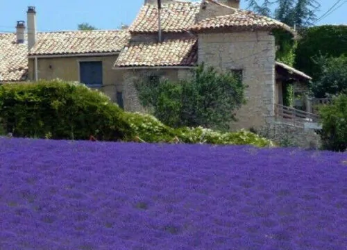 Lavandula angustifolia subsp. angustifolia - Lavender, English Lavender, Lavender - Image 4