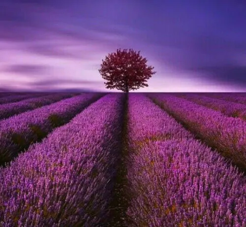 Lavandula angustifolia subsp. angustifolia - Lavender, English Lavender, Lavender - Image 5