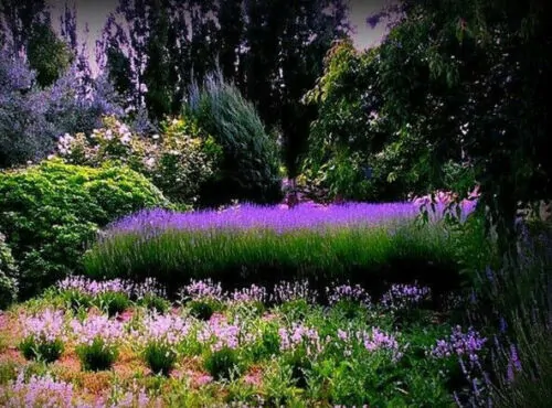 Lavandula angustifolia subsp. angustifolia - Lavender, English Lavender, Lavender - Image 6