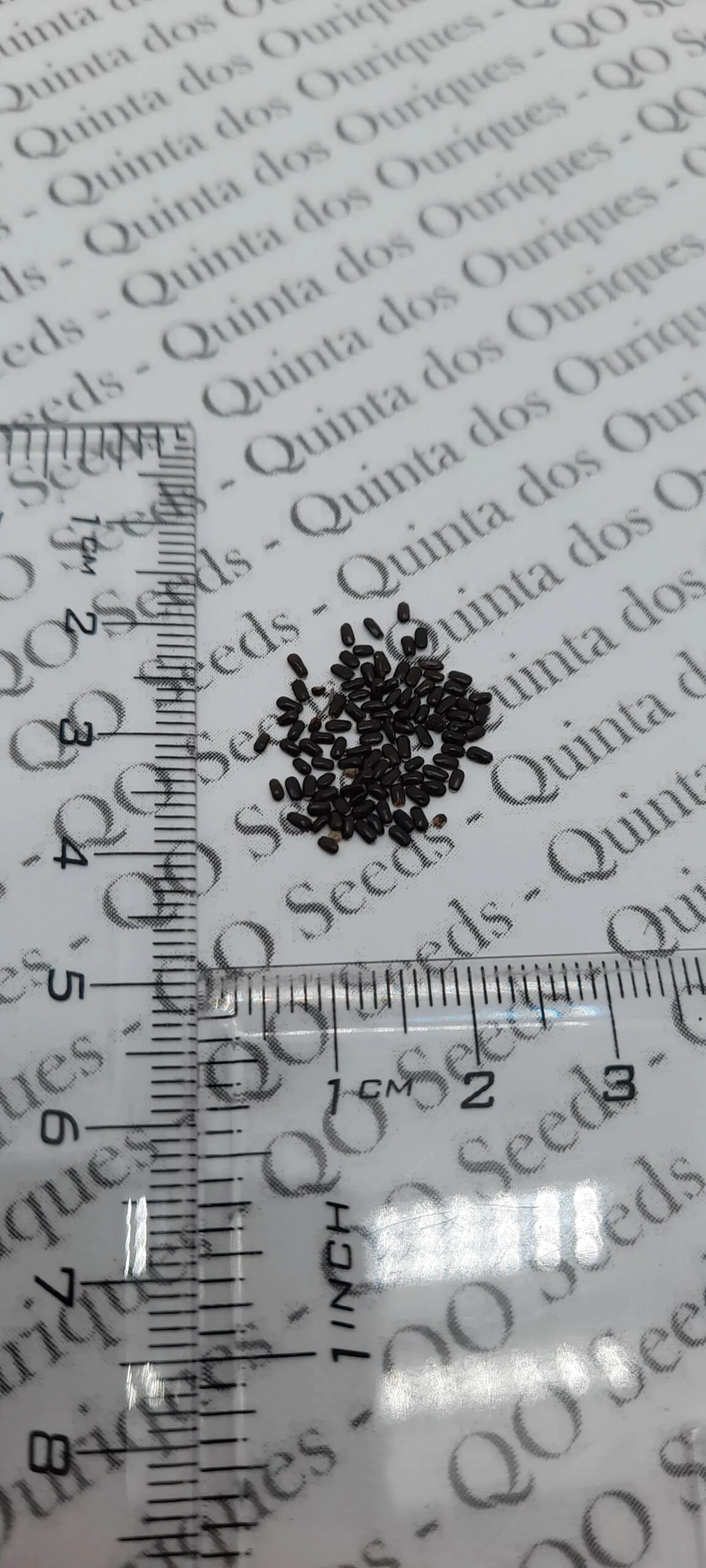 Lavandula angustifolia subsp. angustifolia - Lavender, English Lavender, Lavender - Image 10