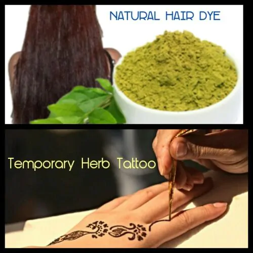 Lawsonia inermis - Henna Herb Tatoo