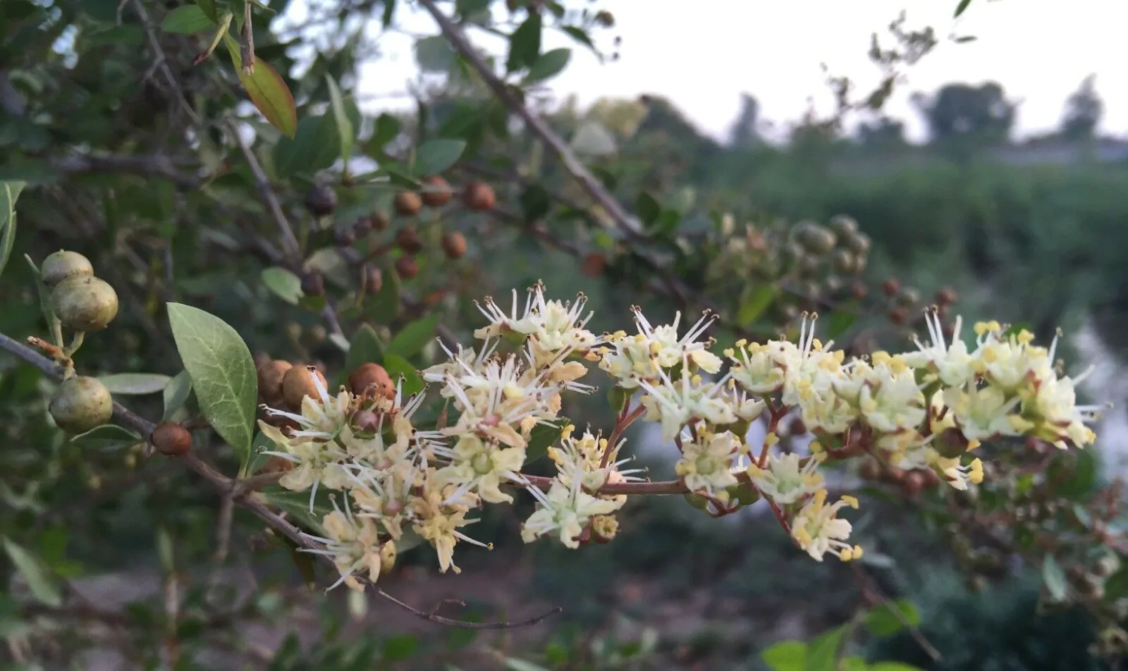 Lawsonia inermis - Henna Herb Tatoo - Image 10