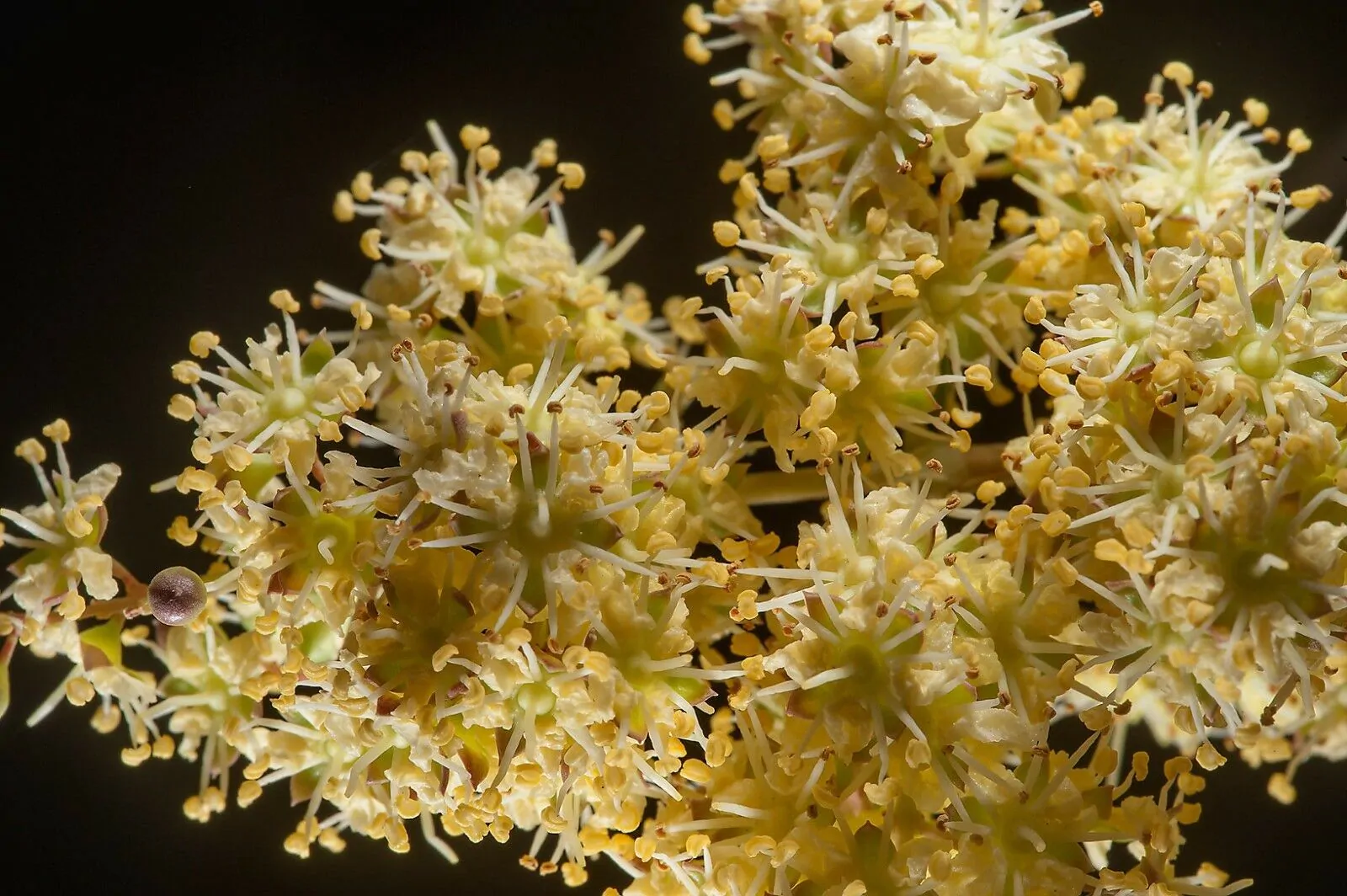 Lawsonia inermis - Henna Herb Tatoo - Image 11