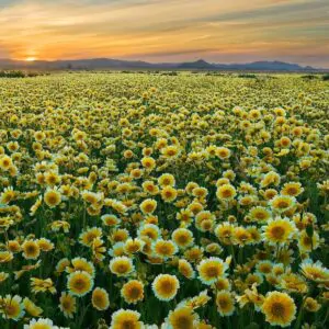 Layia platyglossa - Elegant layia, tidytips, tidy tips daisy, egg-fried flower