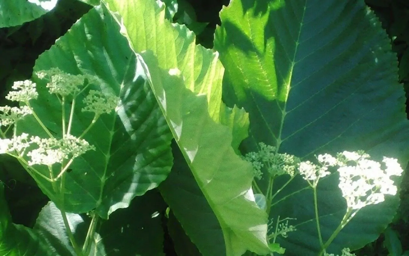 Leea macrophylla - Elephant Ear Tree - Image 2