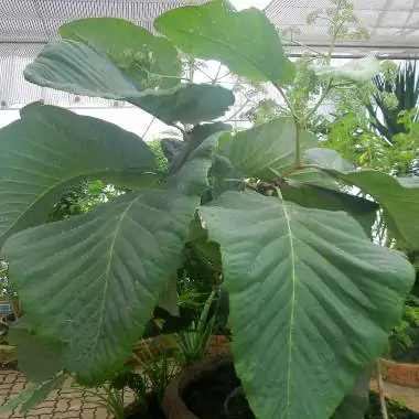 Leea macrophylla - Elephant Ear Tree - Image 5