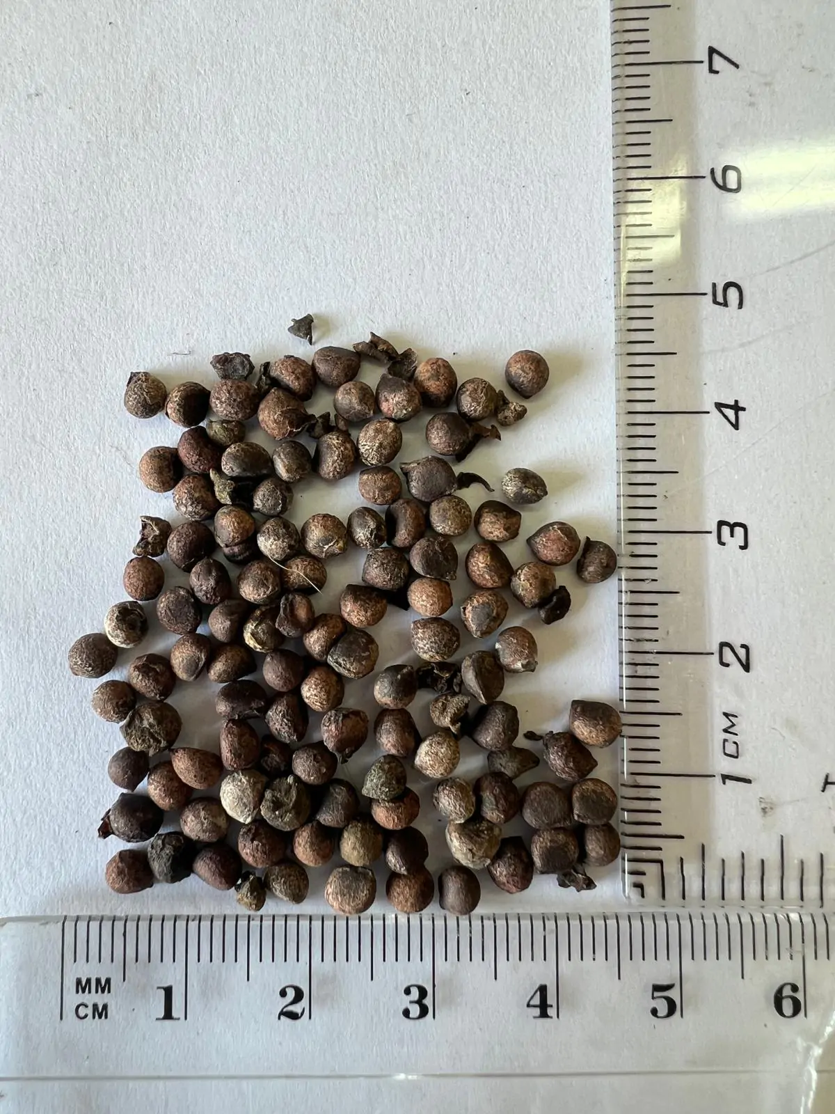 Leea macrophylla - Elephant Ear Tree - Image 7