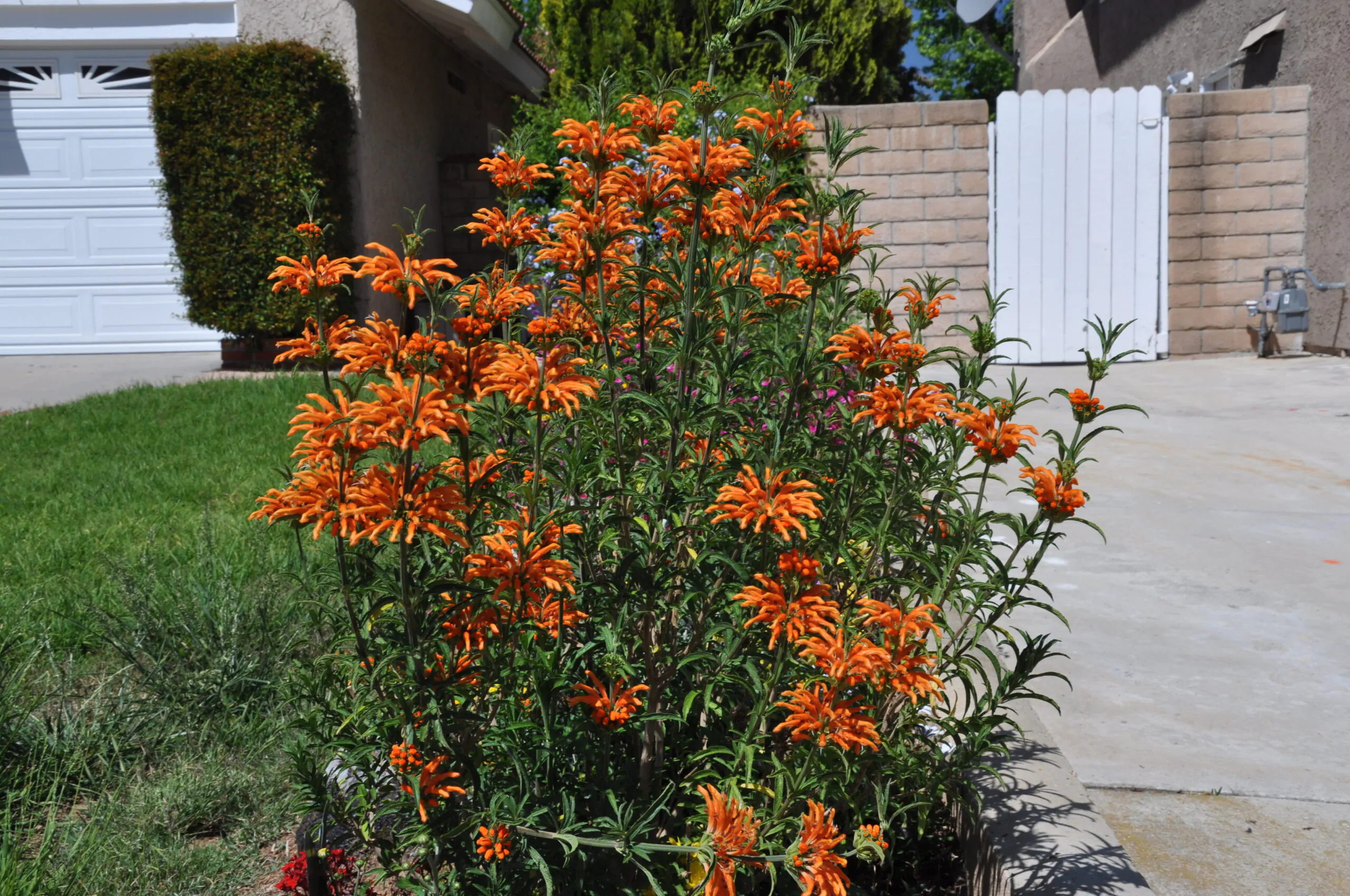 Leonotis leonurus - Lion's Tail, Wild Dagga - Image 5