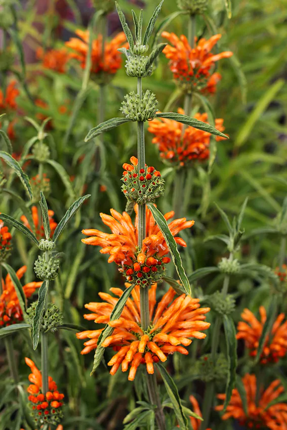 Leonotis leonurus - Lion's Tail, Wild Dagga - Image 6