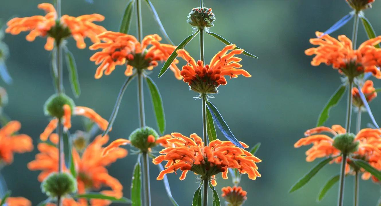 Leonotis leonurus - Lion's Tail, Wild Dagga - Image 7