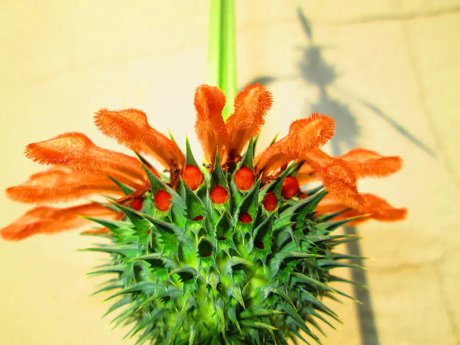 Leonotis leonurus - Lion's Tail, Wild Dagga - Image 8