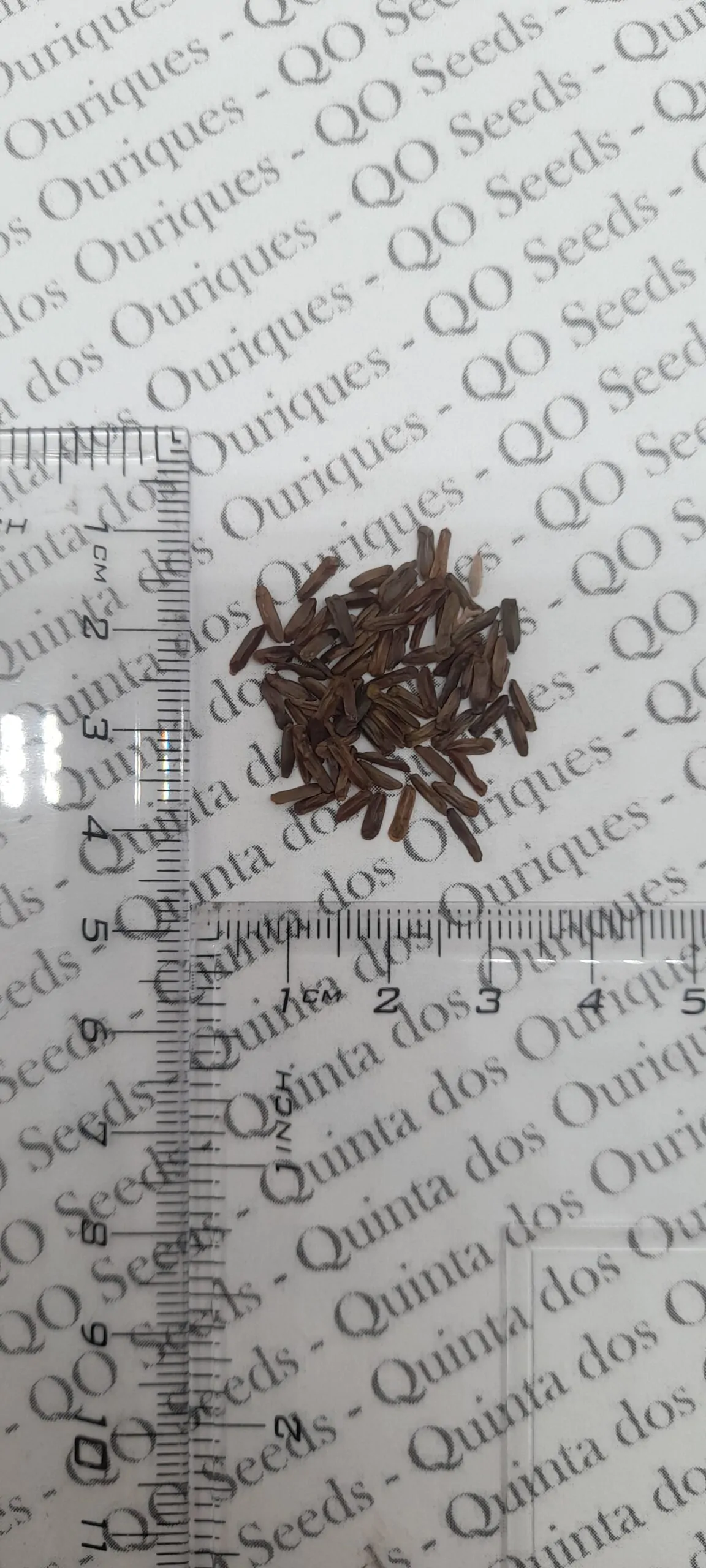 Leonotis leonurus - Lion's Tail, Wild Dagga - Image 11