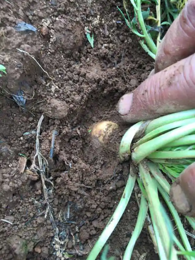 Lepidium meyenii / Lepidium peruvianum - Maca, Macoa, Peruvian Maca, Andes Ginseng, Incas Travel, Peruvian Ginseng, Maca-Maca, Maino, Ayak Chichira, Ayak Willku