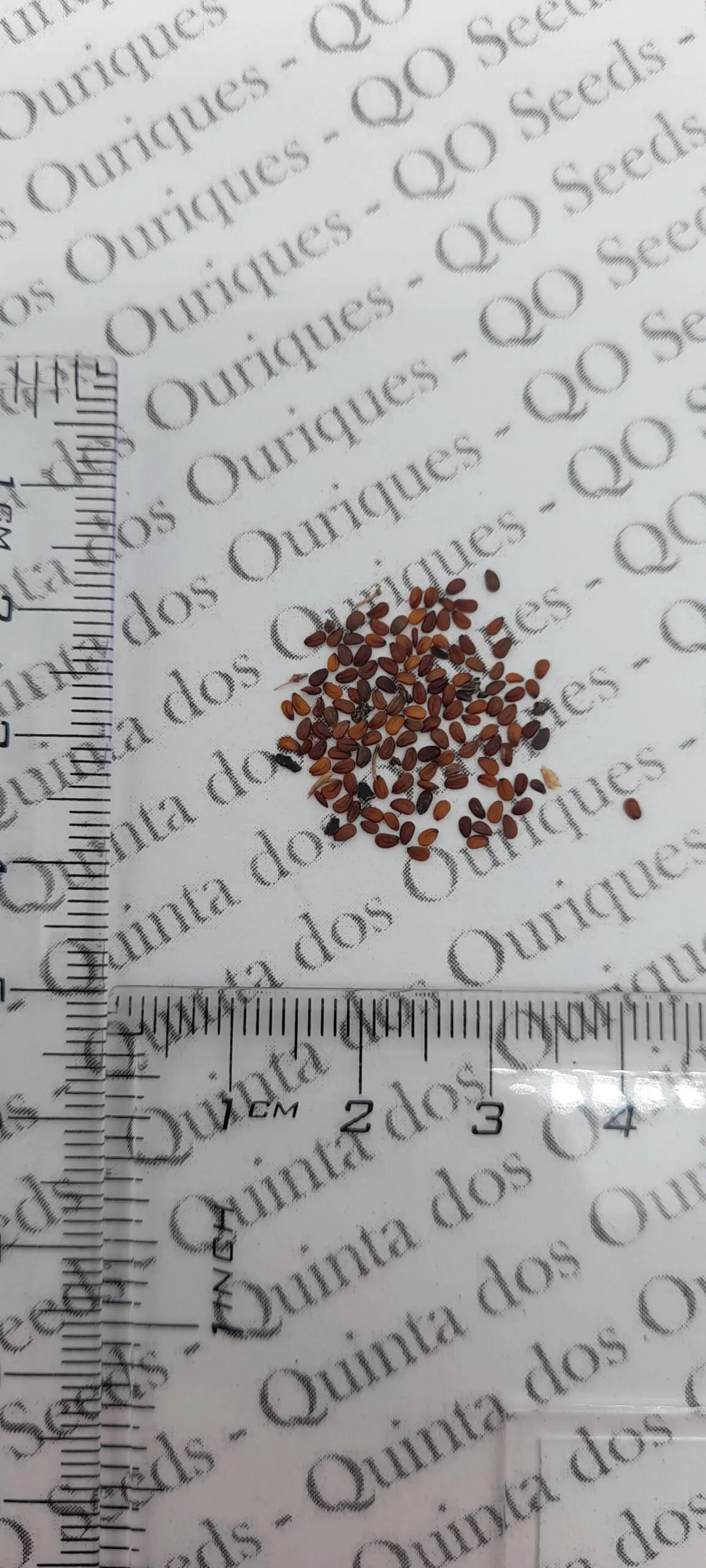 Lepidium meyenii / Lepidium peruvianum - Maca, Macoa, Peruvian Maca, Andes Ginseng, Incas Travel, Peruvian Ginseng, Maca-Maca, Maino, Ayak Chichira, Ayak Willku - Image 10