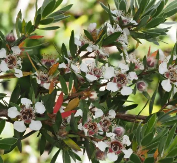 Leptospermum grandiflorum - Autumn Tea Tree, Large-flowered Tea Tree