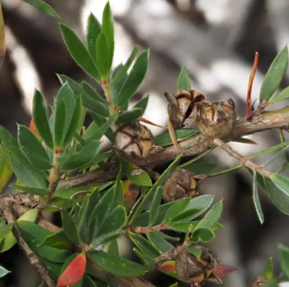 Leptospermum grandiflorum - Autumn Tea Tree, Large-flowered Tea Tree - Image 2