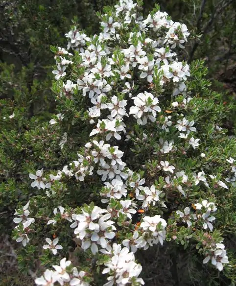 Leptospermum grandiflorum - Autumn Tea Tree, Large-flowered Tea Tree - Image 4