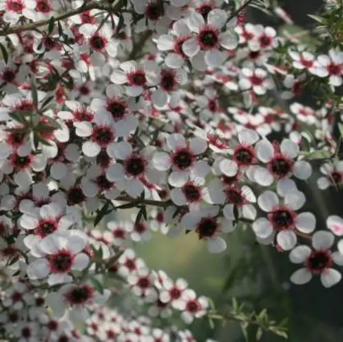 Leptospermum grandiflorum - Autumn Tea Tree, Large-flowered Tea Tree - Image 5