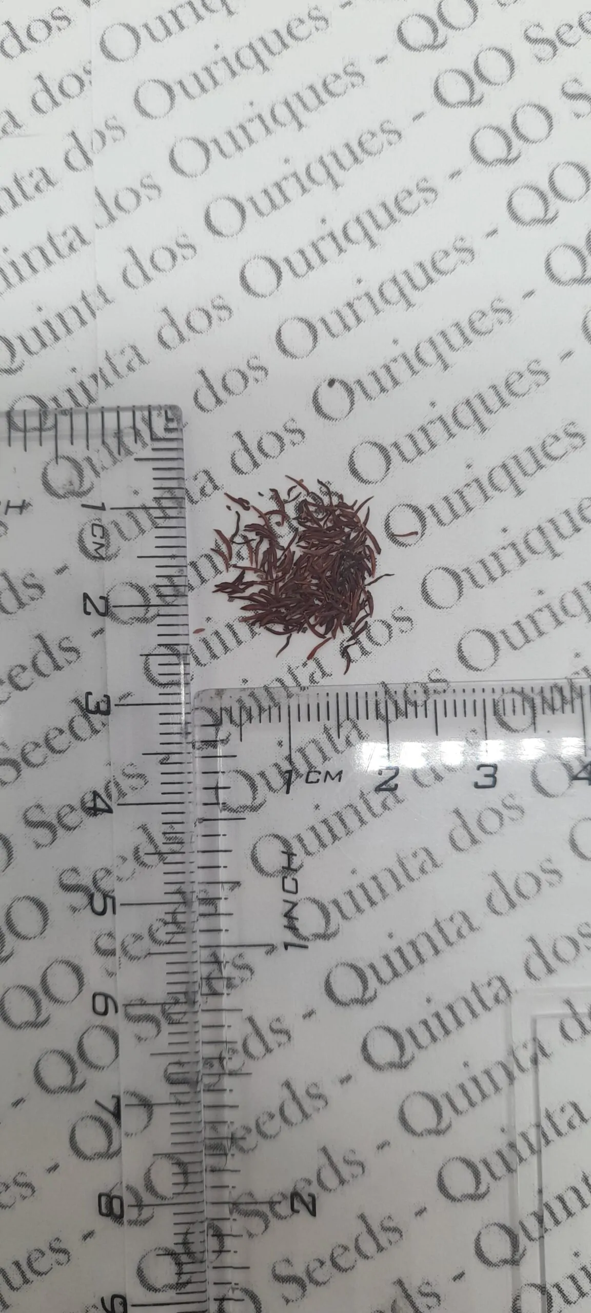 Leptospermum grandiflorum - Autumn Tea Tree, Large-flowered Tea Tree - Image 6