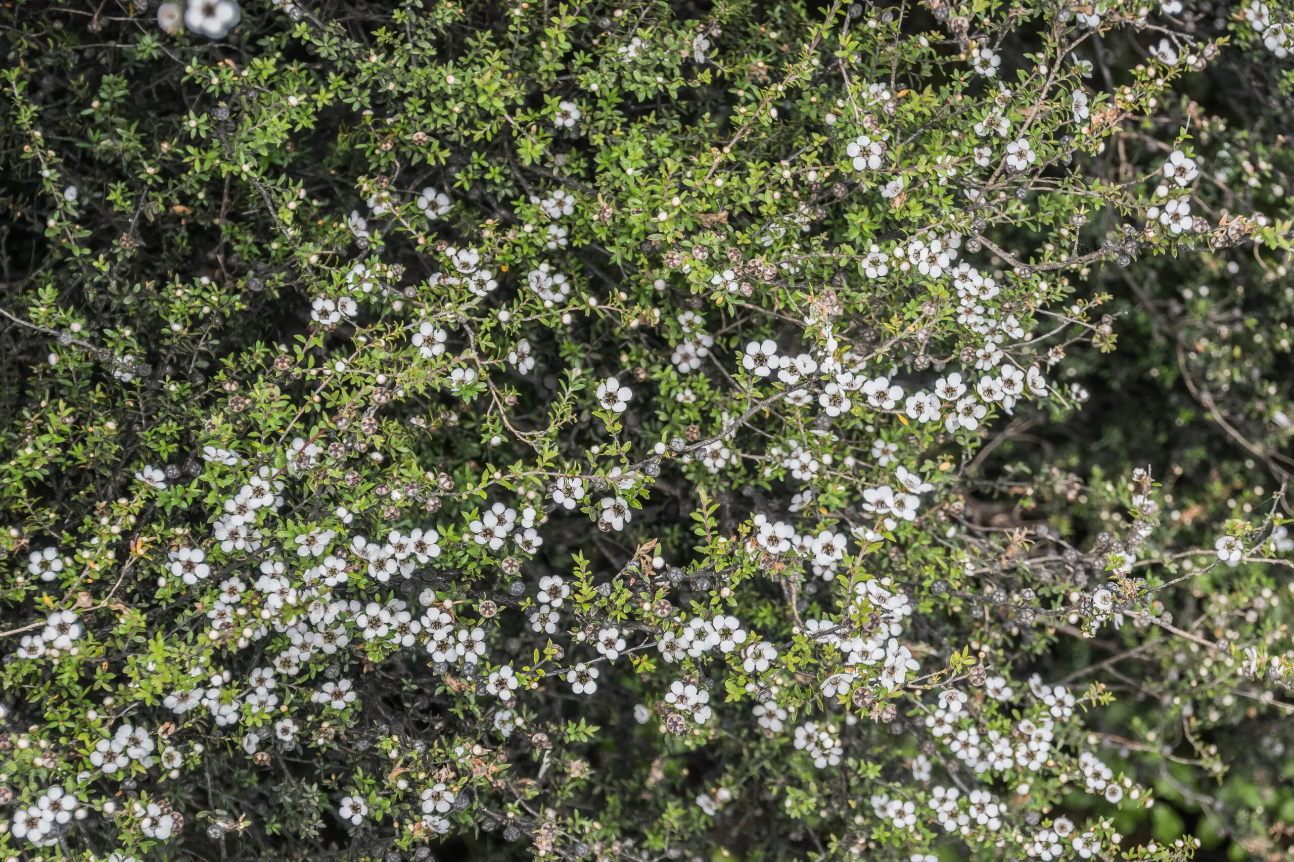 Leptospermum grandiflorum - Autumn Tea Tree, Large-flowered Tea Tree - Image 7