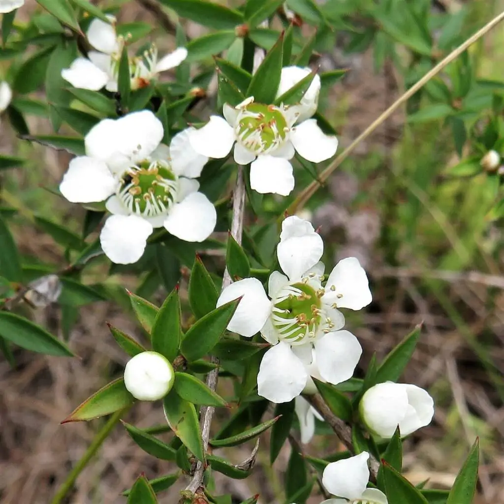 Leptospermum grandiflorum - Autumn Tea Tree, Large-flowered Tea Tree - Image 8
