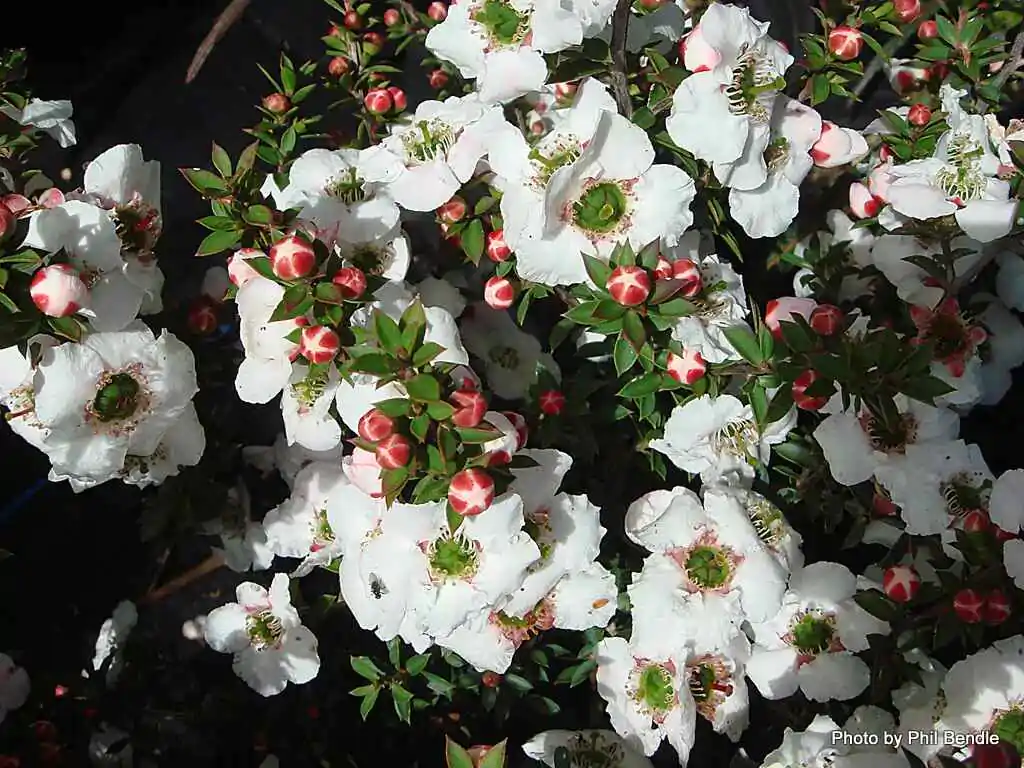 Leptospermum grandiflorum - Autumn Tea Tree, Large-flowered Tea Tree - Image 9
