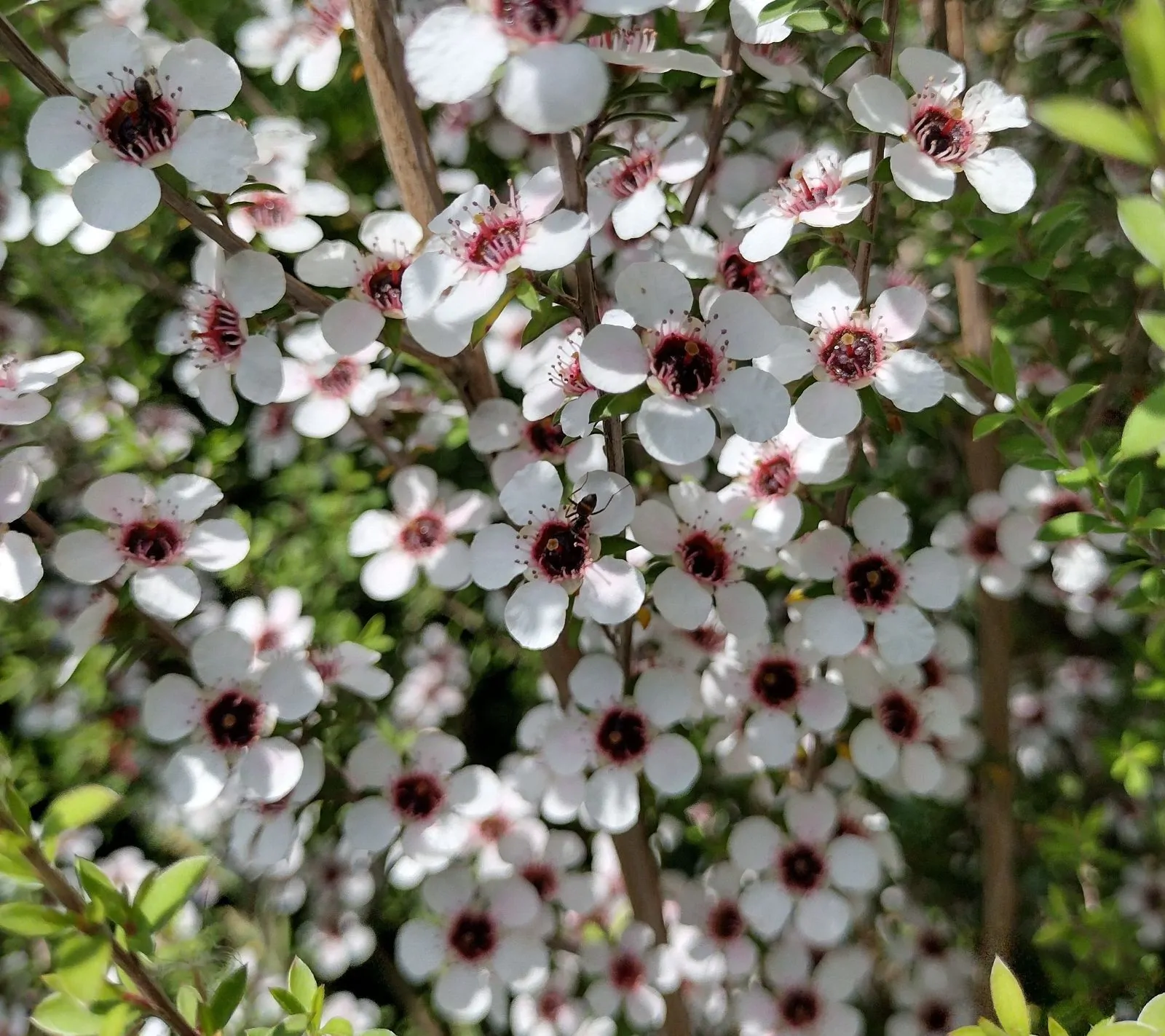 Leptospermum grandiflorum - Autumn Tea Tree, Large-flowered Tea Tree - Image 10