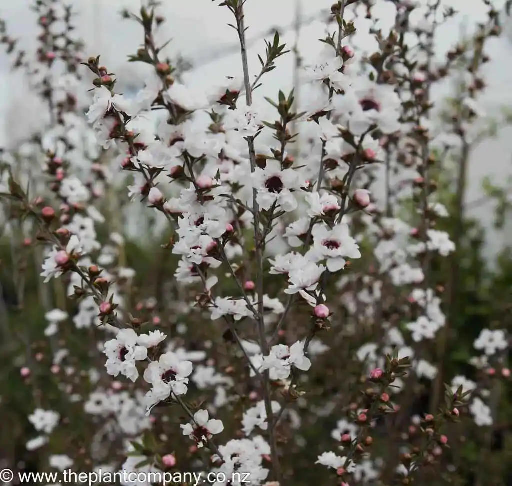 Leptospermum grandiflorum - Autumn Tea Tree, Large-flowered Tea Tree - Image 11