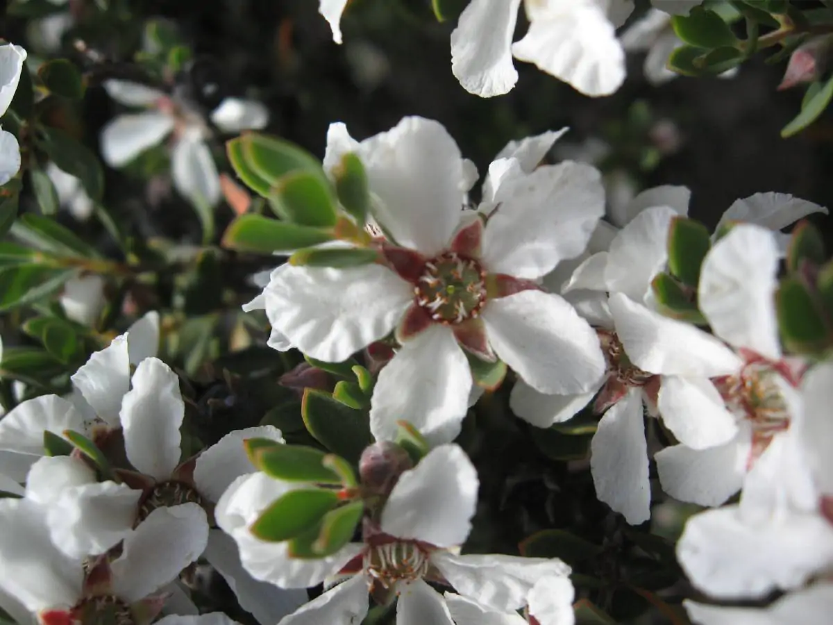 Leptospermum grandiflorum - Autumn Tea Tree, Large-flowered Tea Tree - Image 12