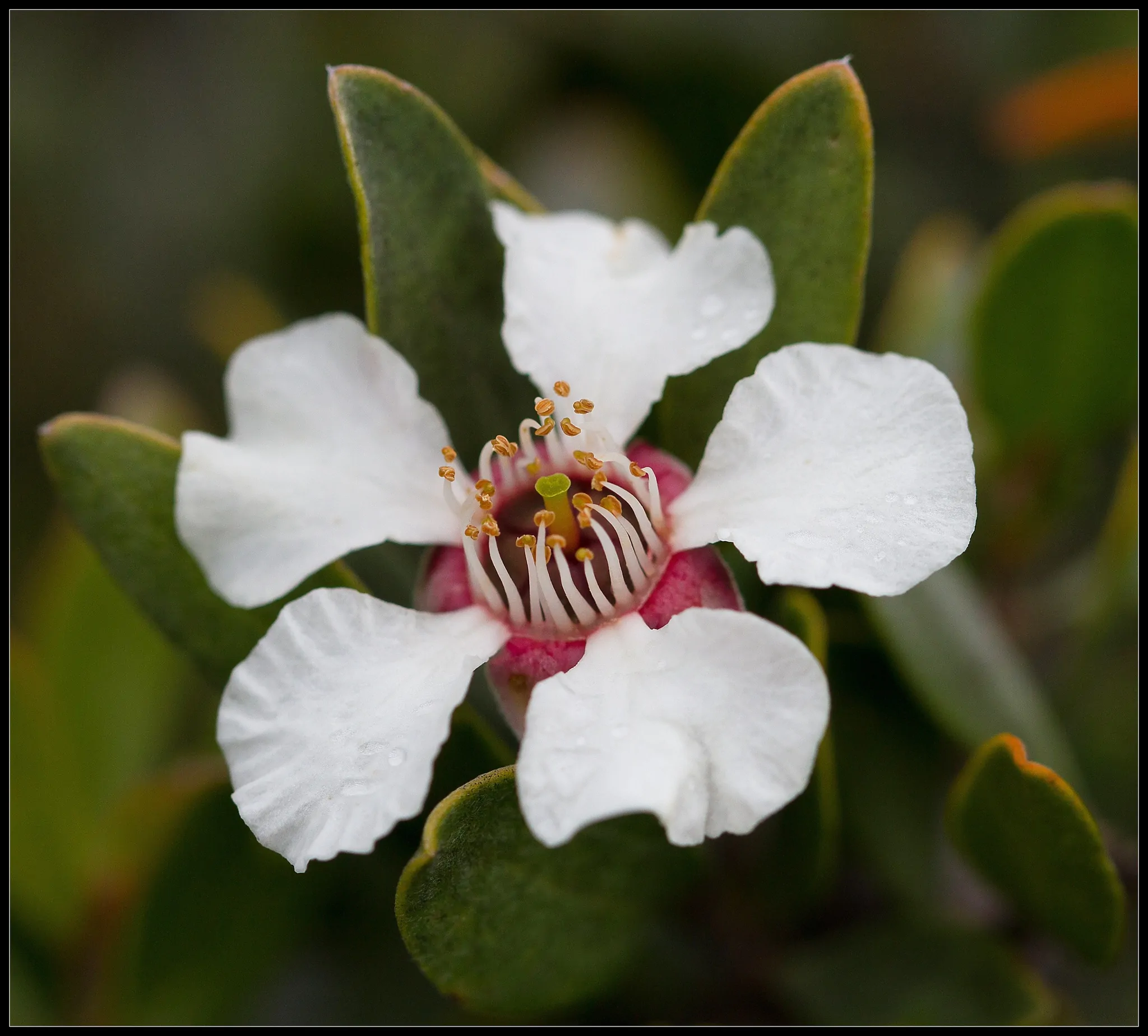 Leptospermum grandiflorum - Autumn Tea Tree, Large-flowered Tea Tree - Image 13