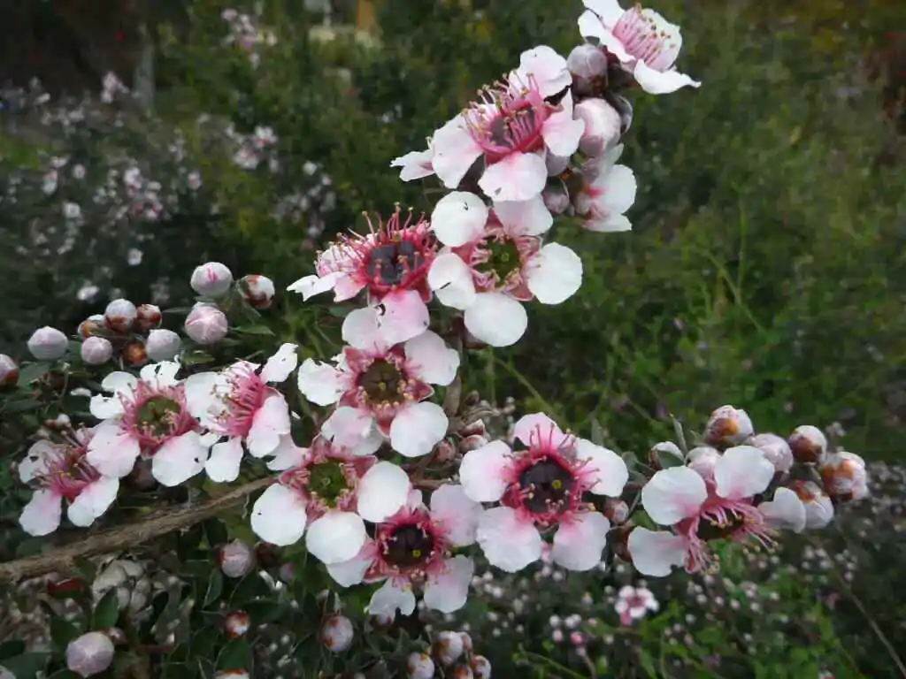 Leptospermum grandiflorum - Autumn Tea Tree, Large-flowered Tea Tree - Image 14