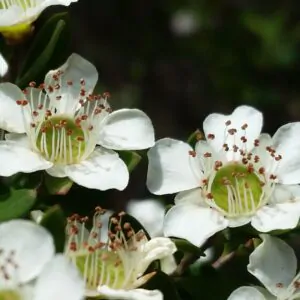 Leptospermum polygalifolium - Copper Tantoon, Jelly Bush