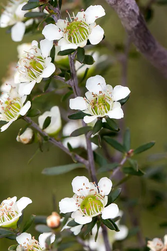 Leptospermum polygalifolium - Copper Tantoon, Jelly Bush - Image 4
