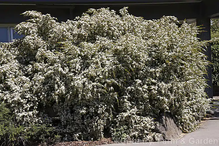 Leptospermum polygalifolium - Copper Tantoon, Jelly Bush - Image 5