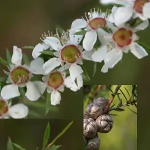 Leptospermum polygalifolium - Copper Tantoon, Jelly Bush - Image 8