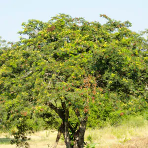 Libidibia coriaria / Caesalpinia coriaria / Poinciana coriaria - Divi-Divi, Cascalote, Guaracabuya, Guatapana, Nacascol, Tan Yong