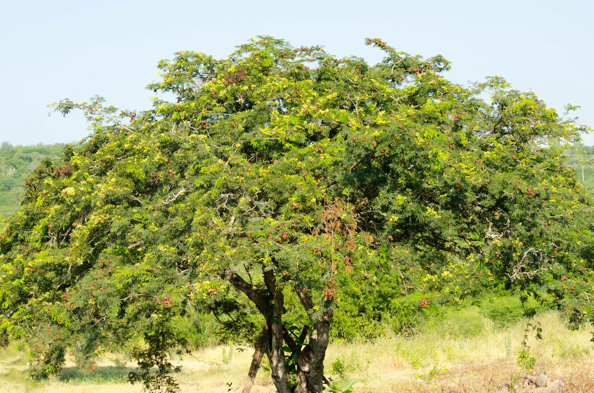 Libidibia coriaria / Caesalpinia coriaria / Poinciana coriaria - Divi-Divi, Cascalote, Guaracabuya, Guatapana, Nacascol, Tan Yong