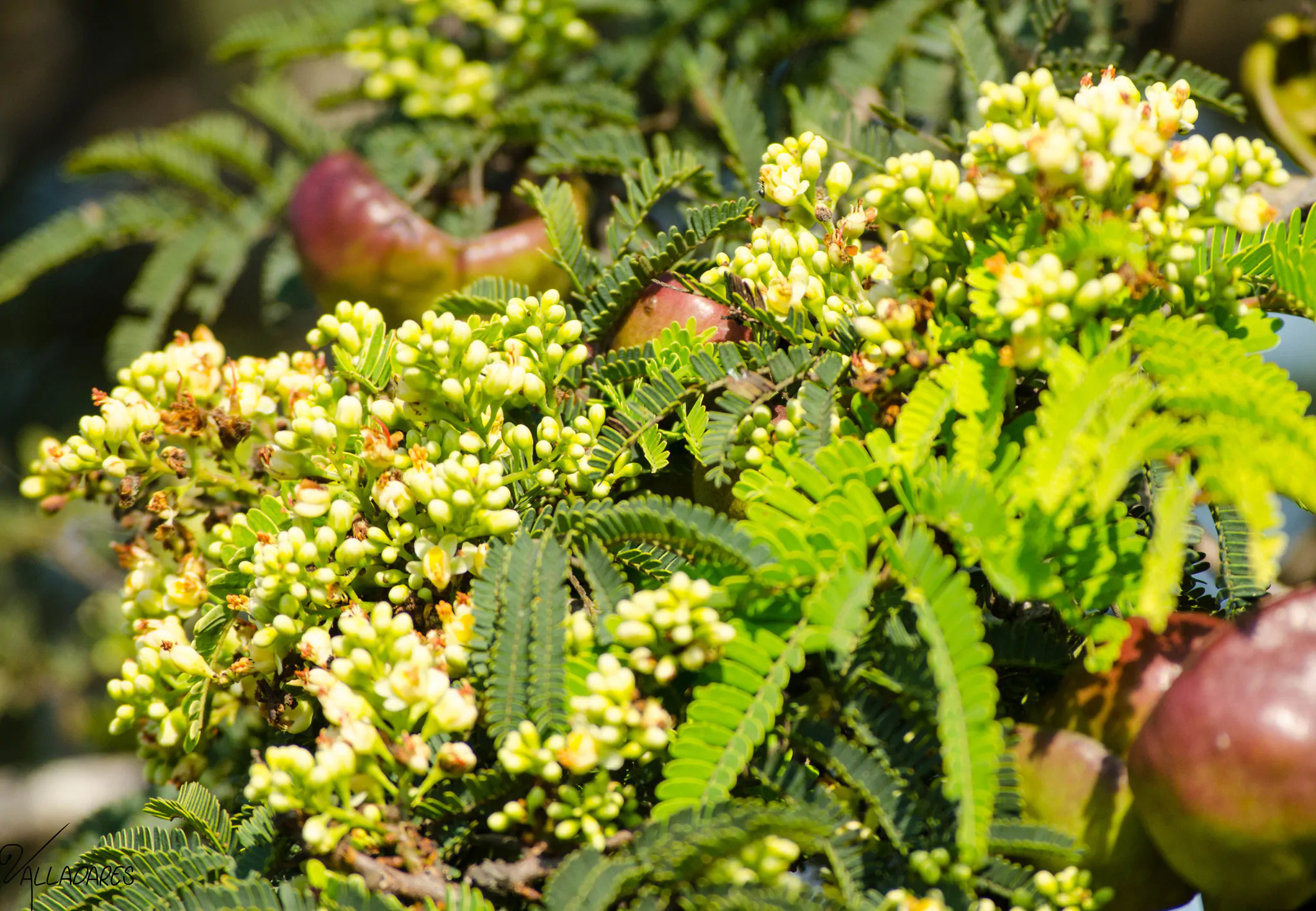 Libidibia coriaria / Caesalpinia coriaria / Poinciana coriaria - Divi-Divi, Cascalote, Guaracabuya, Guatapana, Nacascol, Tan Yong - Image 2