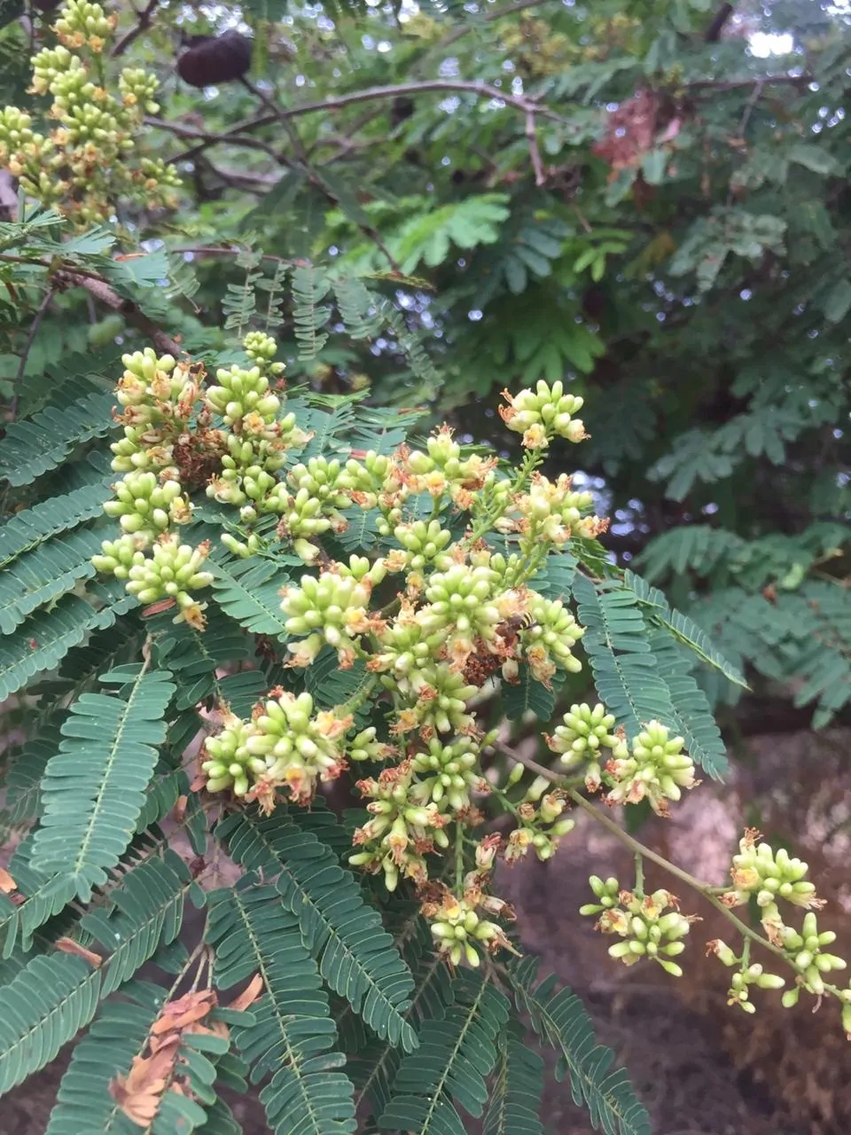 Libidibia coriaria / Caesalpinia coriaria / Poinciana coriaria - Divi-Divi, Cascalote, Guaracabuya, Guatapana, Nacascol, Tan Yong - Image 3