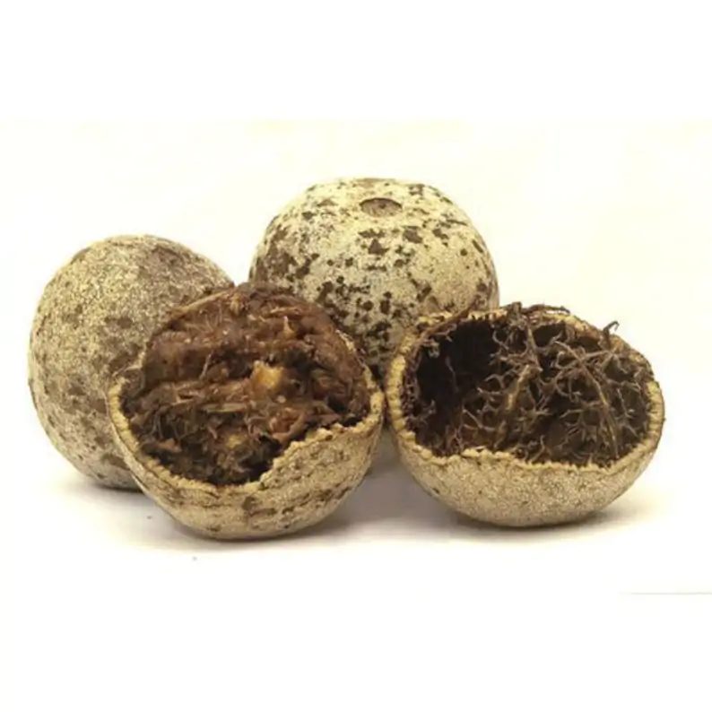 Limonia acidissima - Wood Apple, Elephant Apple - Image 5