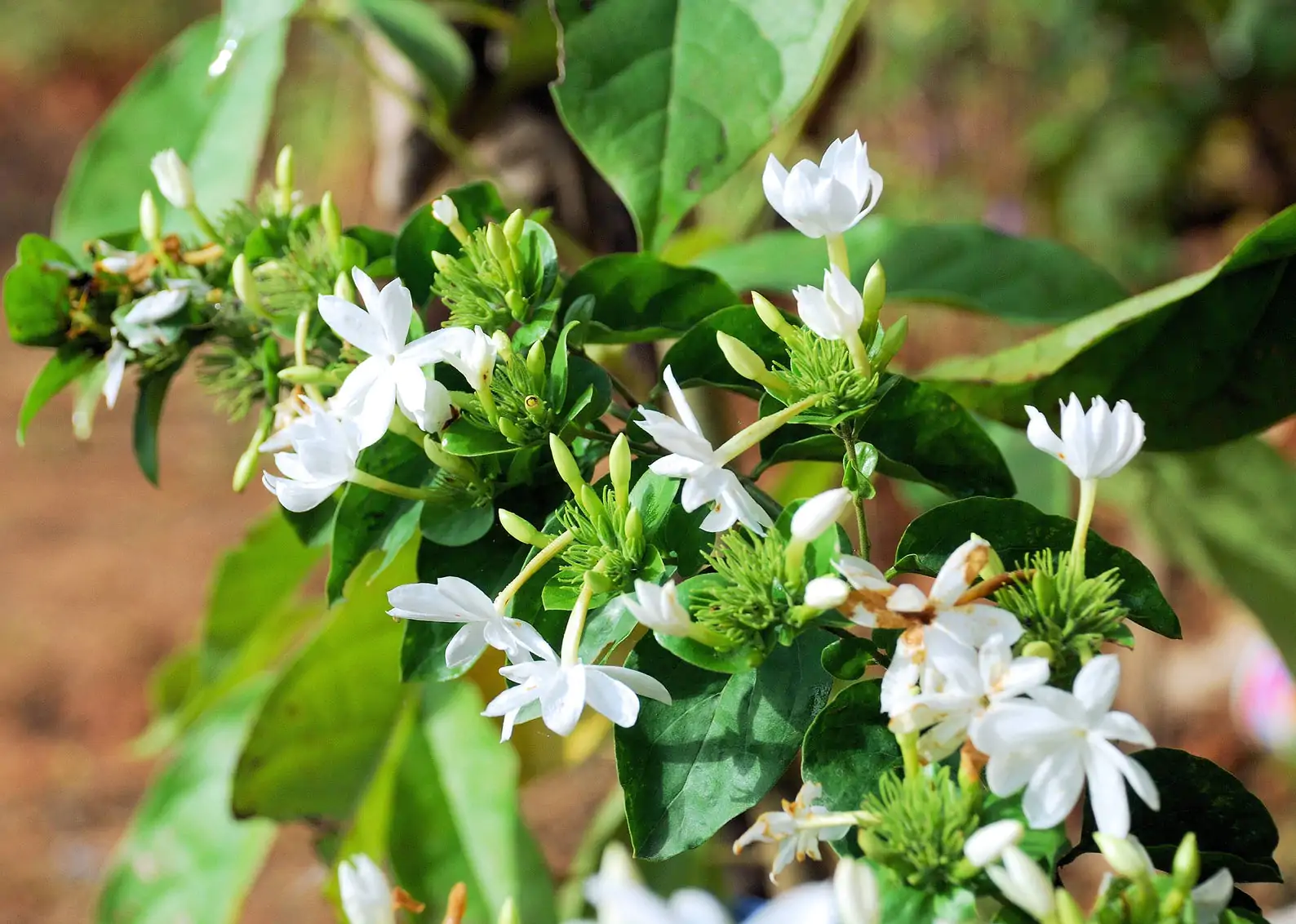 Limonia acidissima - Wood Apple, Elephant Apple - Image 9