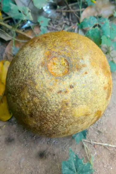 Limonia acidissima - Wood Apple, Elephant Apple - Image 11