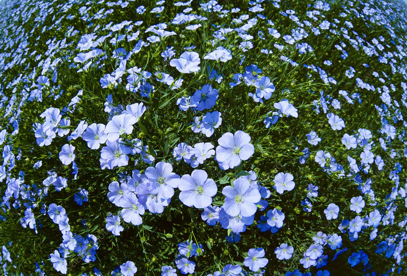 Linum usitatissimum - Flax, Linho, Lino, Saatlein - Image 2