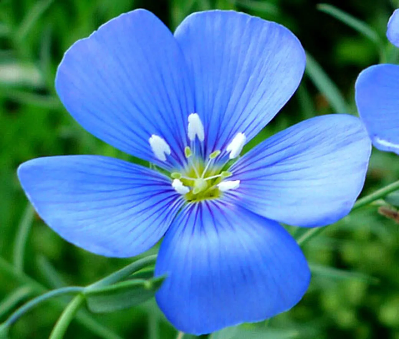 Linum usitatissimum - Flax, Linho, Lino, Saatlein - Image 3