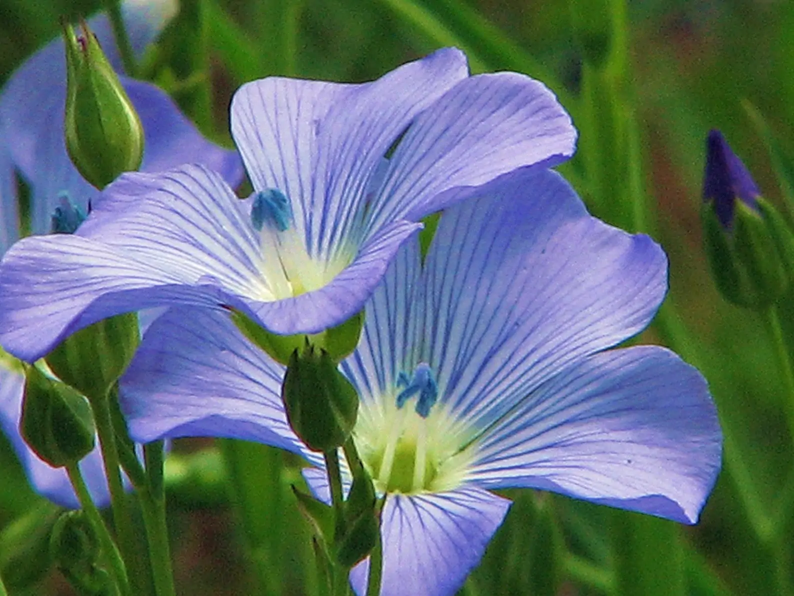 Linum usitatissimum - Flax, Linho, Lino, Saatlein - Image 4