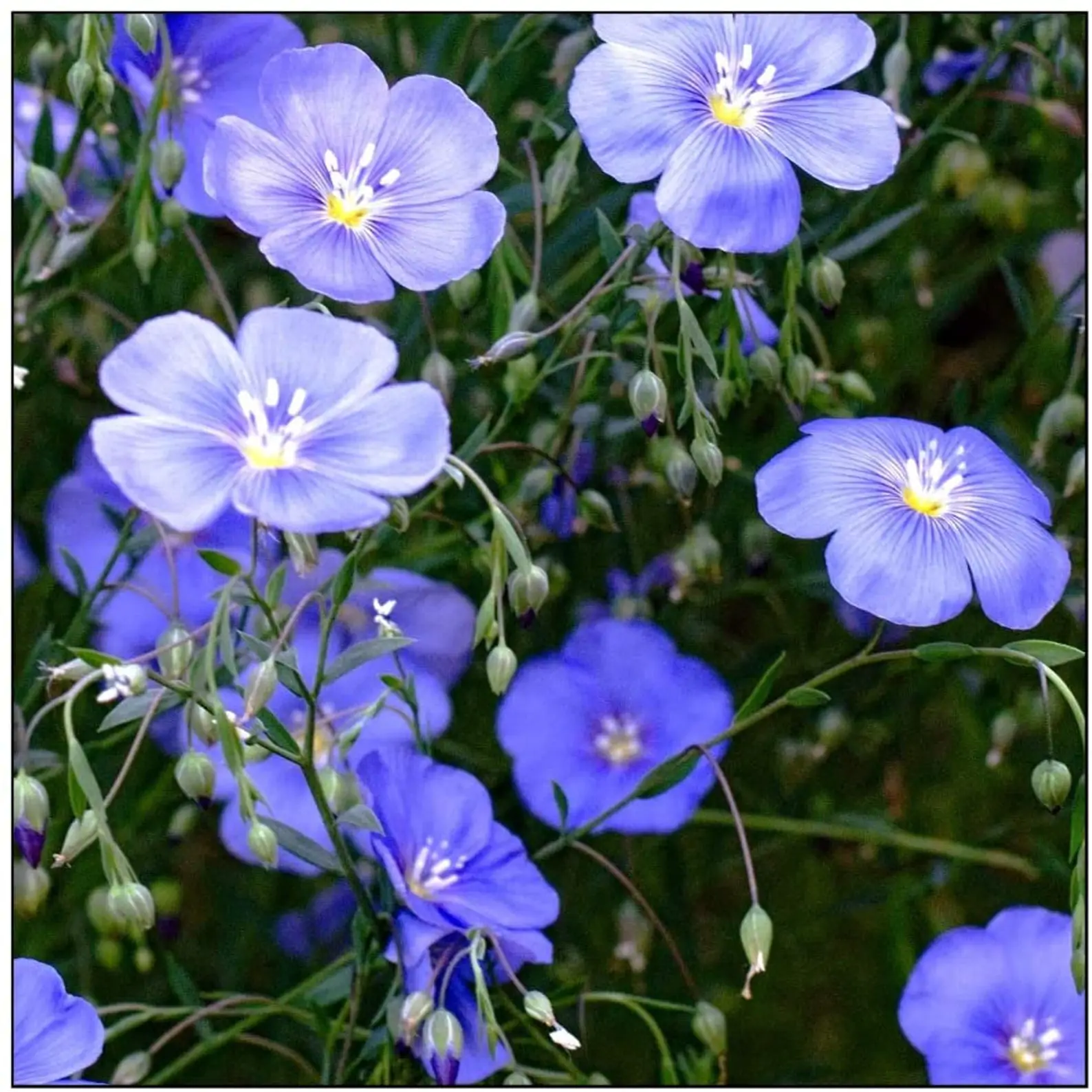 Linum usitatissimum - Flax, Linho, Lino, Saatlein - Image 6