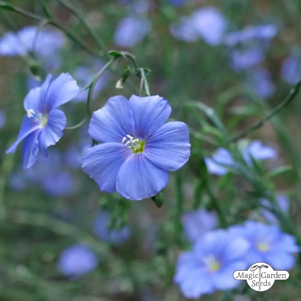 Linum usitatissimum - Flax, Linho, Lino, Saatlein - Image 8