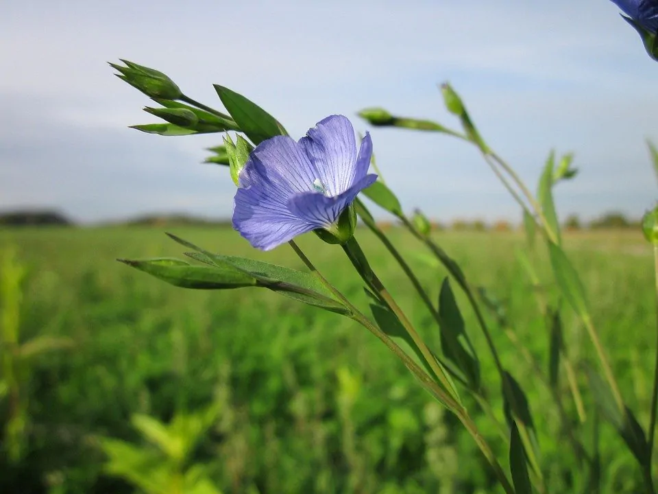 Linum usitatissimum - Flax, Linho, Lino, Saatlein - Image 10