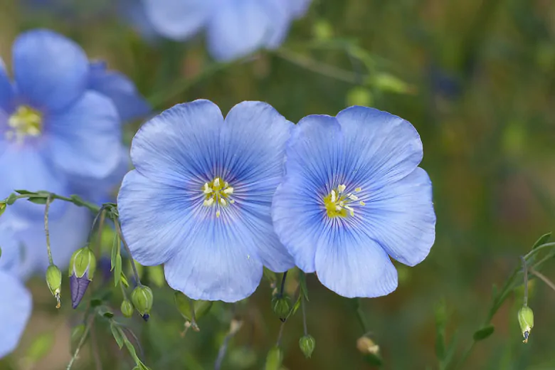 Linum usitatissimum - Flax, Linho, Lino, Saatlein - Image 13
