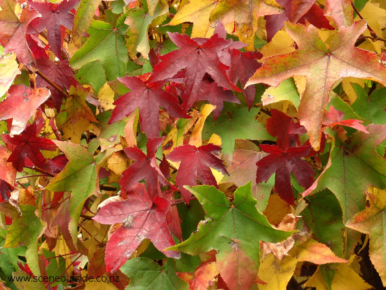 Liquidambar styraciflua - Liquidamber, American Sweetgum - Image 3